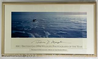 Framed Under Glass BBC/British Gas 1994 Wildlife Photograph of The Year by Thomas D. Mangelsen "Born Of The North Wind".  23" x 40".