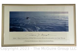 Framed Under Glass BBC/British Gas 1994 Wildlife Photograph of The Year by Thomas D. Mangelsen "Born Of The North Wind".  23" x 40".