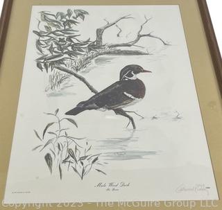 Framed Under Glass Signed and Numbered Print of Male Wood Duck by Gatewood Roddey.  22" x 29"