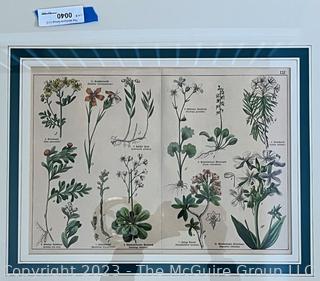 Framed Botanical Chromolithograph from Shubert's "Naturegeschichte Des Pflanzenreichs", Published by J.S. Schreiber, Stuttgart, Germany 1879. Plate 13. Measures 21 x 25" (outside dimensions)