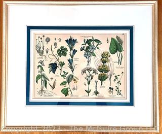 Framed Botanical Chromolithograph from Shubert's "Naturegeschichte Des Pflanzenreichs", Published by J.S. Schreiber, Stuttgart, Germany 1879. Plate 22. Measures 21 x 25" (outside dimensions)