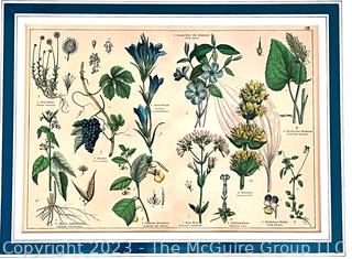 Framed Botanical Chromolithograph from Shubert's "Naturegeschichte Des Pflanzenreichs", Published by J.S. Schreiber, Stuttgart, Germany 1879. Plate 22. Measures 21 x 25" (outside dimensions)