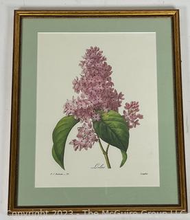 Framed Under Glass Color Botanical Lithograph of Lilacs. 13" x 15".