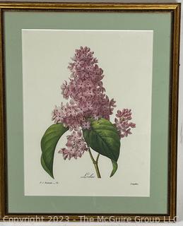 Framed Under Glass Color Botanical Lithograph of Lilacs. 13" x 15".