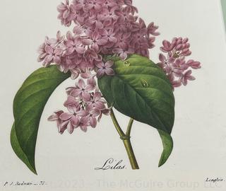 Framed Under Glass Color Botanical Lithograph of Lilacs. 13" x 15".