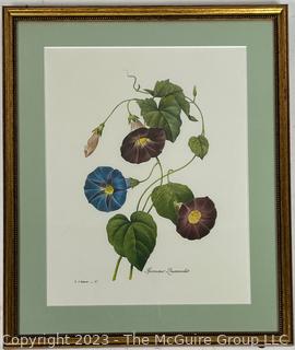 Framed Under Glass Color Botanical Lithograph of Morning Glories. 13" x 15".