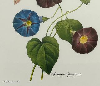 Framed Under Glass Color Botanical Lithograph of Morning Glories. 13" x 15".