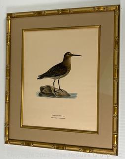 Hand Colored Antique Ornithological Etching, Framed and Matted Under Glass. 15 x 18"