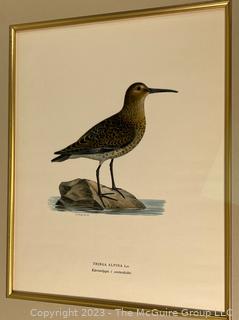 Hand Colored Antique Ornithological Etching, Framed and Matted Under Glass. 15 x 18"