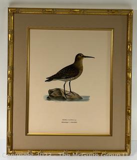 Hand Colored Antique Ornithological Etching, Framed and Matted Under Glass. 15 x 18"