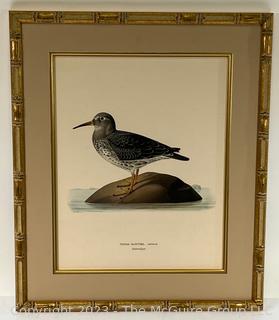 Hand Colored Antique Ornithological Etching, Framed and Matted Under Glass. 15 x 18"