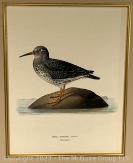 Hand Colored Antique Ornithological Etching, Framed and Matted Under Glass. 15 x 18"