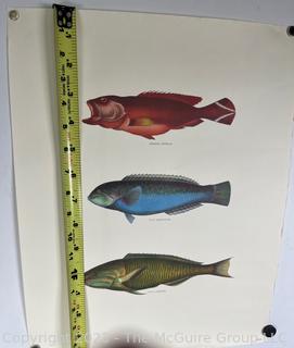 Fish Print.  Measures 13 x 16"