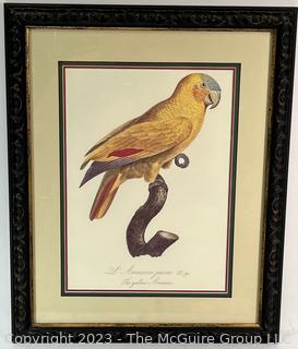 Framed Under Glass Colored Engraving of Parrot by Jacques Barraband.  15" x 20"