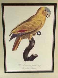 Framed Under Glass Colored Engraving of Parrot by Jacques Barraband.  15" x 20"