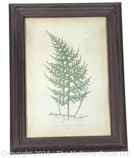 Framed Under Glass Lithograph Print of Hymenophyllum Caudiculatum Fern Leaf. 10" x 14"