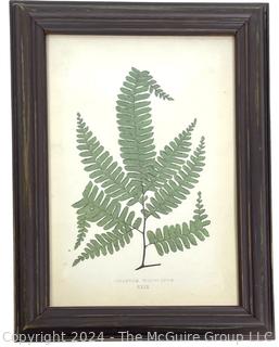 Framed Under Glass Lithograph Print of Adiantum Fern Leaf. 10" x 14"