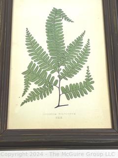 Framed Under Glass Lithograph Print of Adiantum Fern Leaf. 10" x 14"