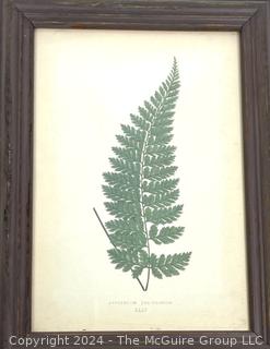 Framed Under Glass Lithograph Print of Asplenium Foliolosum Fern Leaf. 10" x 14"