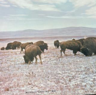 Selection of Art: Two (2) Paris Watercolors; Photo of Buffaloes; Print of  Military Actions and Golden Gate Bridge. Most signed by artists