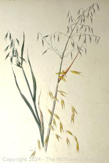 Unframed Water Color On Paper Artist Study of Wild Sea Oats Attributed to George Laurence Nelson (1887 - 1978).  This was part of a sketch book belonging to artist and purchased by consignor.   14 1/2" x 10 1/2"