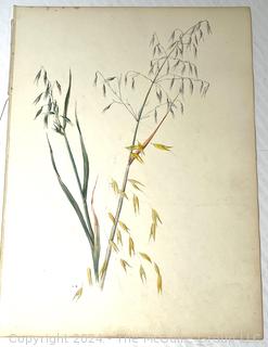 Unframed Water Color On Paper Artist Study of Wild Sea Oats Attributed to George Laurence Nelson (1887 - 1978).  This was part of a sketch book belonging to artist and purchased by consignor.   14 1/2" x 10 1/2"