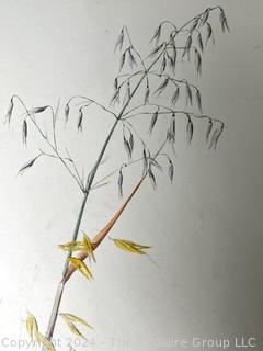 Unframed Water Color On Paper Artist Study of Wild Sea Oats Attributed to George Laurence Nelson (1887 - 1978).  This was part of a sketch book belonging to artist and purchased by consignor.   14 1/2" x 10 1/2"