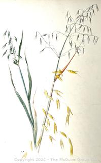 Unframed Water Color On Paper Artist Study of Wild Sea Oats Attributed to George Laurence Nelson (1887 - 1978).  This was part of a sketch book belonging to artist and purchased by consignor.   14 1/2" x 10 1/2"