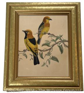 Framed Under Glass Watercolor of Orioles on a Branch, Unsigned. 11.5 x 13.5"