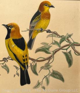 Framed Under Glass Watercolor of Orioles on a Branch, Unsigned. 11.5 x 13.5"