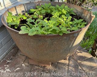 Cast Iron Cauldron Kettle With Handle Used as Planter. 25" Diameter