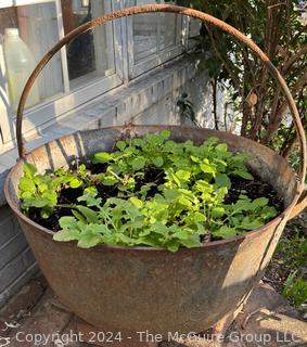 Cast Iron Cauldron Kettle With Handle Used as Planter. 25" Diameter