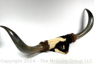 Mounted Longhorn Steer Cattle Horns 