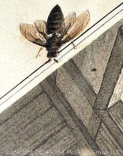 Artistic Collage of Old Lithograph and Insects. Note on back says circa 1825-1835. 7.5 x 9". (was 0016KK)