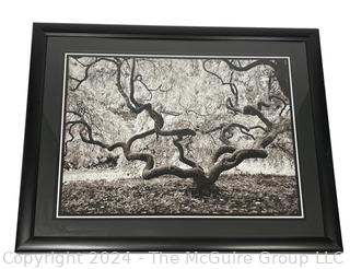 Framed Under Glass Large Format Black & White Photograph of Tree Signed by Photographer Sam Pathi. 27" x 33"  