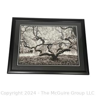 Framed Under Glass Large Format Black & White Photograph of Tree Signed by Photographer Sam Pathi. 27" x 33"  