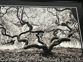 Framed Under Glass Large Format Black & White Photograph of Tree Signed by Photographer Sam Pathi. 27" x 33"  