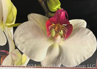 Framed Under Glass Large Format Color Photograph of Orchid Signed by Photographer Sam Pathi.  27" x 31" 