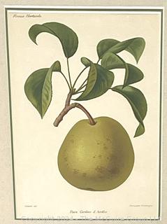 Framed Under Glass Lithograph of Pear. 13" x 16"