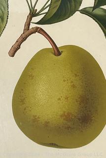 Framed Under Glass Lithograph of Pear. 13" x 16"