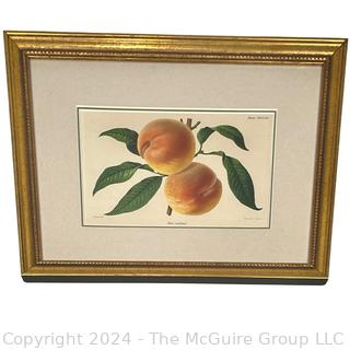 Framed Under Glass Lithograph of Peaches. 13" x 16"