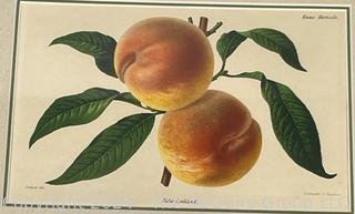 Framed Under Glass Lithograph of Peaches. 13" x 16"