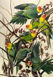 New York Historical Society Edition of Audubon's Fifty Best Watercolors. Printed by  Oppenheimer circa 2006. Plate 26 "Carolina Parakeet" Print #144/200. Floating Framed Using UV Blocking and Anti-Reflecting Museum Glass. Inside Dimensions 21 x 29 5/8" Outside Dimensions 28 1/4 x 36 1/4"