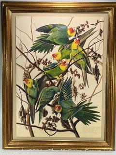 New York Historical Society Edition of Audubon's Fifty Best Watercolors. Printed by  Oppenheimer circa 2006. Plate 26 "Carolina Parakeet" Print #144/200. Floating Framed Using UV Blocking and Anti-Reflecting Museum Glass. Inside Dimensions 21 x 29 5/8" Outside Dimensions 28 1/4 x 36 1/4"