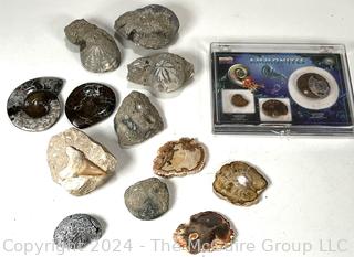 Collection of Fossils Including Petrified Wood, Ammonites, Shark Tooth, Clams, Coral, and Sea Urchins