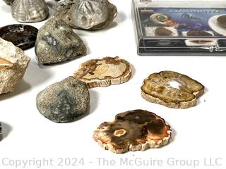 Collection of Fossils Including Petrified Wood, Ammonites, Shark Tooth, Clams, Coral, and Sea Urchins