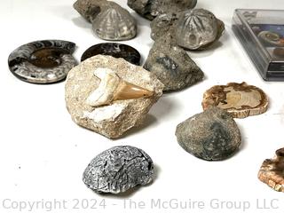 Collection of Fossils Including Petrified Wood, Ammonites, Shark Tooth, Clams, Coral, and Sea Urchins