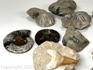 Collection of Fossils Including Petrified Wood, Ammonites, Shark Tooth, Clams, Coral, and Sea Urchins