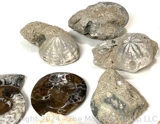 Collection of Fossils Including Petrified Wood, Ammonites, Shark Tooth, Clams, Coral, and Sea Urchins