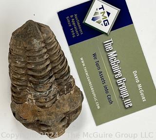 Silurian Trilobite Fossil - "Calymene celebra"